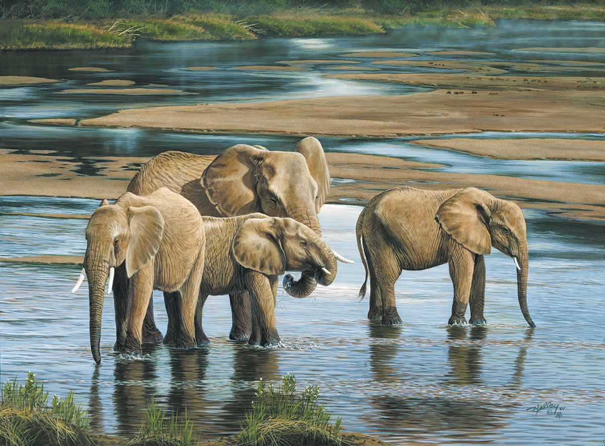 African Wildlife